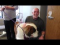 Walter The St  Bernard Visits Cat Country 102 9