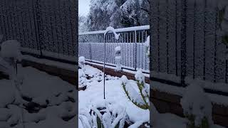 Snow in Tucson on March 2, 2023