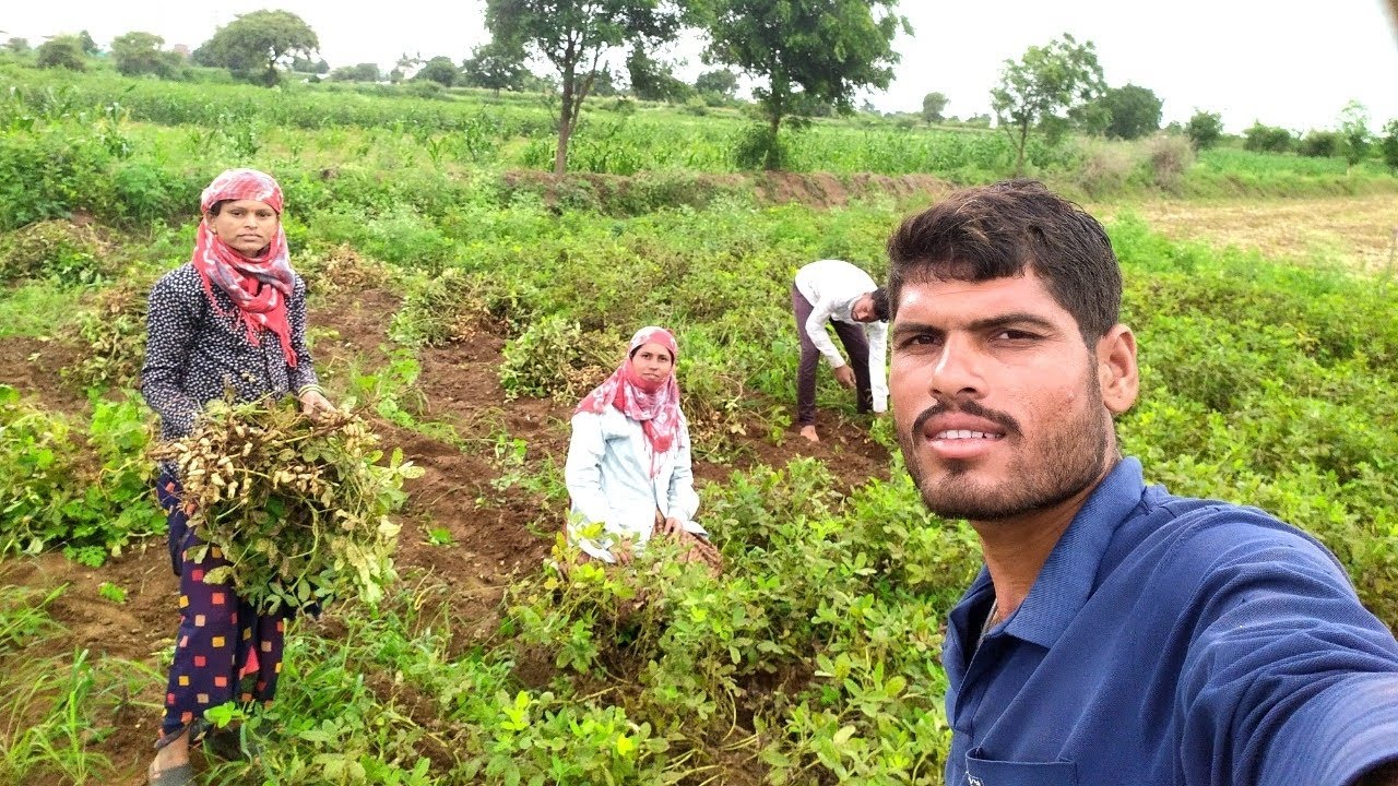 आज भुईमूगाच्या शेंगा काढायला सुरूवात केली 😍दुंपारच्या जेवणात मस्त काळी मटकी मिर्ची आणि लोणचंचा बेत 🤩