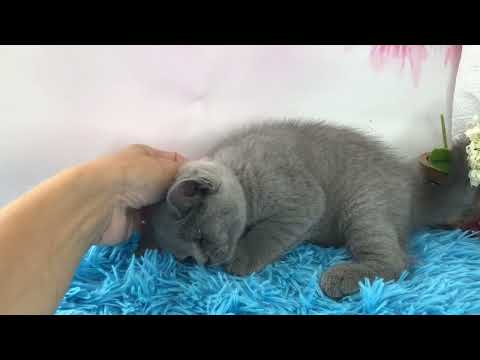 Британский котёнок, 2
