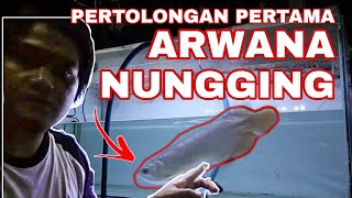 Cara Mengobati Ikan Arwana Nungging | Proses pengobatan Ikan Arwana Nungging Part 1