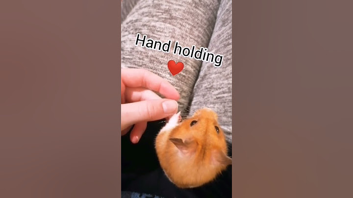 Funny Pumpkin habits 😌🐹 | #shorts #hammy