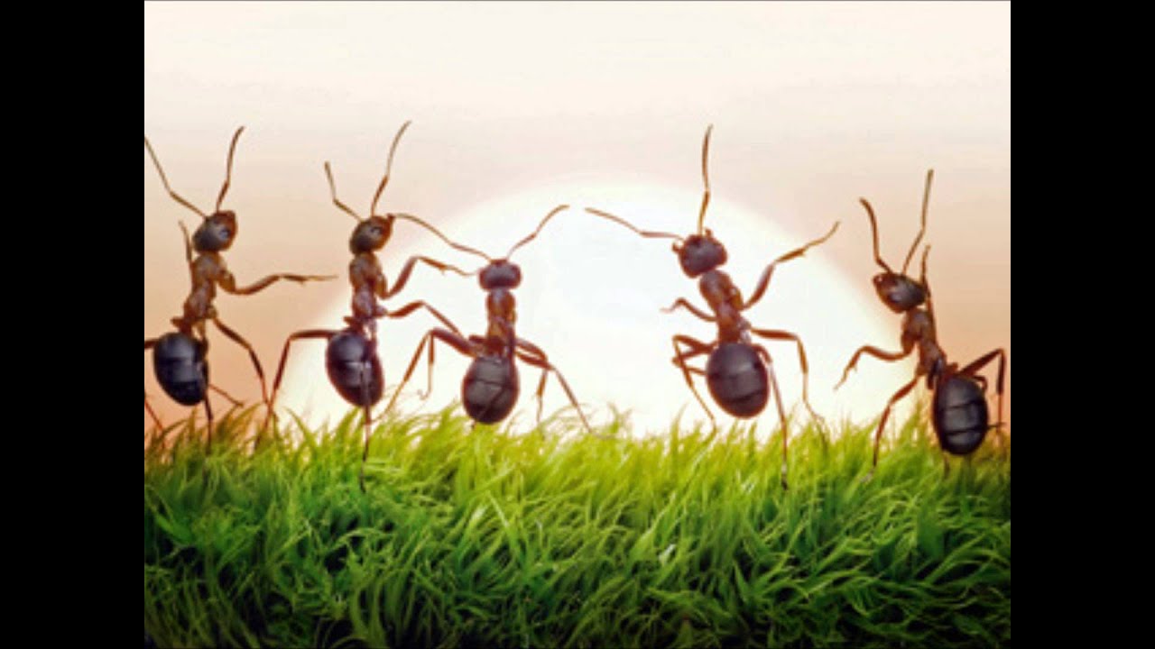 skruzdėlės ir erekcija
