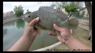 Download Lagu Arizona Urban Tilapia Fishing Download Lagu Arizona Urban Tilapia Fishing
