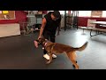 Malinois training with bite pillow - ONLY push.