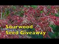 Sourwood Tree Seed Giveaway