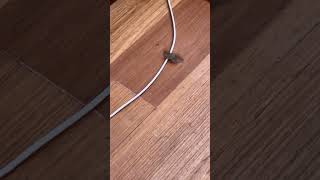 Polilla No Puede Volar