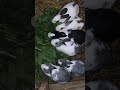 Agribusiness- Rabbit Farming
