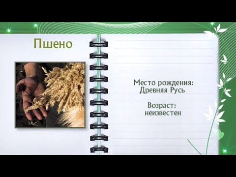 Пшено