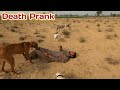 Fake Death Prank On My Dogs Desert Near Pakistan India Border