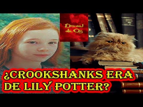 Crookshanks el gato de Hermione hqdefault