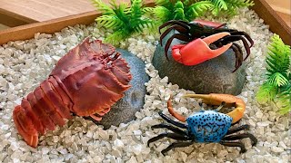 【Gachapon in Japan】Opening Japanese Capsule Toy shellfish crabs and shrimps