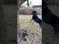 How it started vs how it’s going. #puppy #blueheeler #puppyraising #cattledog
