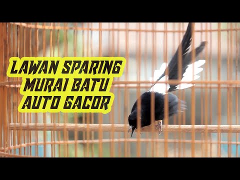 TERSULUT EMOSI | Murai Borneo ngajak TARUNG bikin lawan NYAUT seketika ikut GACOR