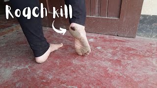 Crushing cockroaches barefoot | DIY Trap, feeding chickens roach kill | Dirty feet & sole reveal