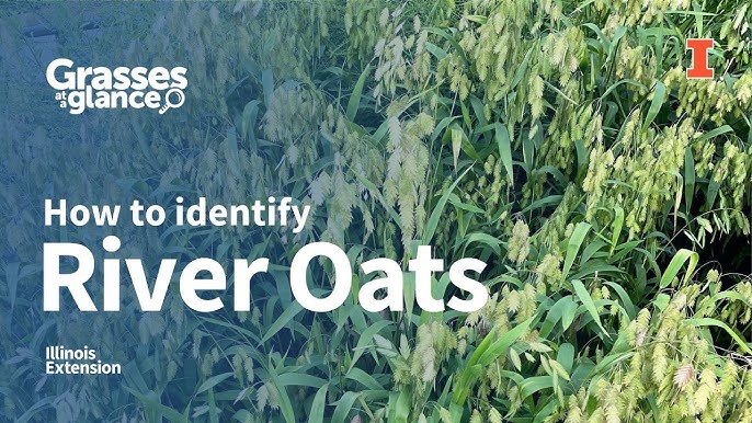 Recognize River Oats Quick Guide To 2024