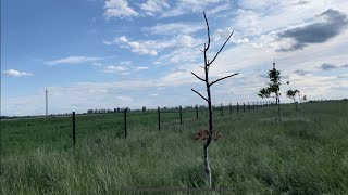 Горіховий сад - Піщанський. Наслідки невдалої зимівлі. Частина 1