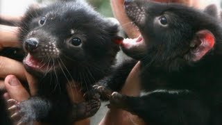 Tasmanian Devil Joeys by Adam Cox 436,651 views 10 years ago 1 minute, 22 seconds