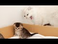 A kitten who wants to go out is scolded by a daddy cat.