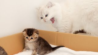 A kitten who wants to go out is scolded by a daddy cat.