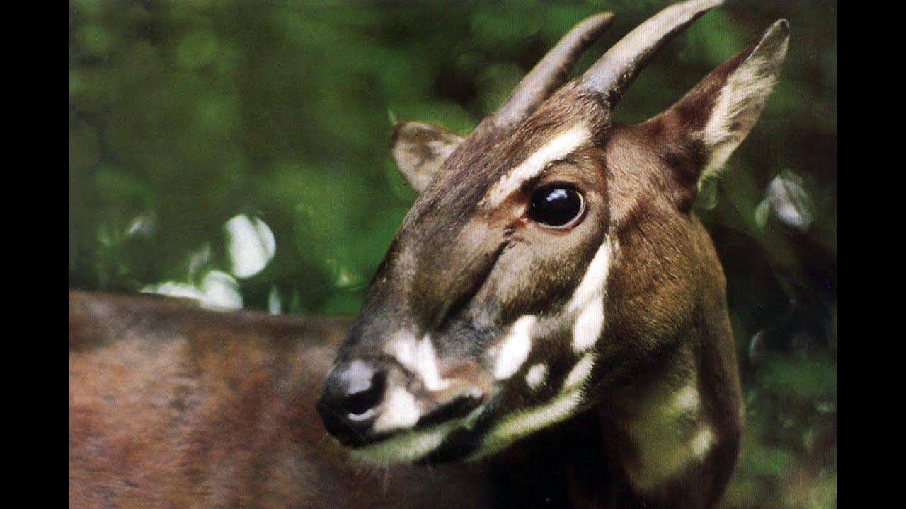 Endangered animals #2: The saola an Asian unicorn