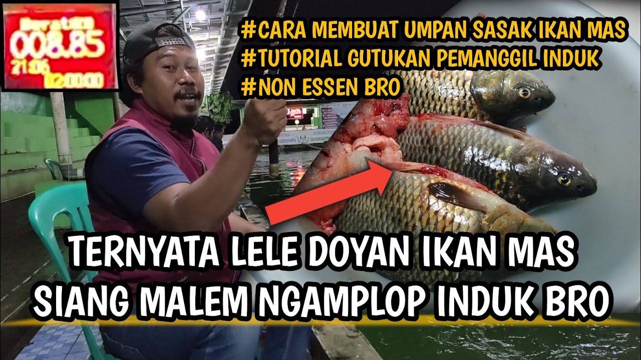 CARA MEMBUAT UMPAN SASAK IKAN MAS GALATAMA LELE || ANTI BONCOS BRO