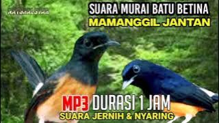 Mp3 murai batu betina gacor || Suara pikat murai batu paling ampuh