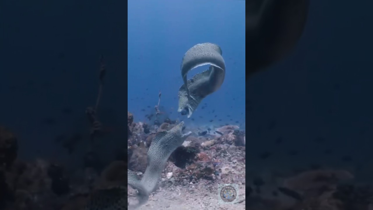The Secret World of Moray Eels🐍