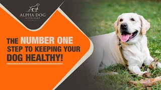 The NUMBER ONE Step To Keeping Your Dog Healthy! by Alpha Dog Nutrition 113 views 1 year ago 7 minutes, 9 seconds