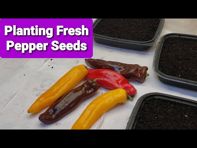 How To Plant Wet Pepper Seeds  From Fresh Grocery Store Produce! Grow  Plants For Your Garden!  - YouTube