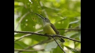 Masteran Pijantung Pisang Ngekek Jeda 3 Menit ( Tanpa Iklan )