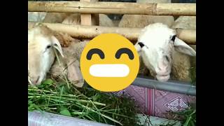 Video Kambing Lucu Untuk Hiburan Anak-anak I The Funny Goats I Nursery