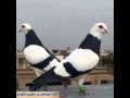 شيلة ياذا الحمايم اداء جابر ال شميله الغامدي كلمات سيف الكعبي شيلة روعه وصوت اروع شيلة ياذا الحمايم اداء جابر ال شميله الغامدي كلمات سيف الكعبي شيلة روعه وصوت اروع