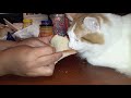 BUDDY THE BREAD EATING CAT!!!