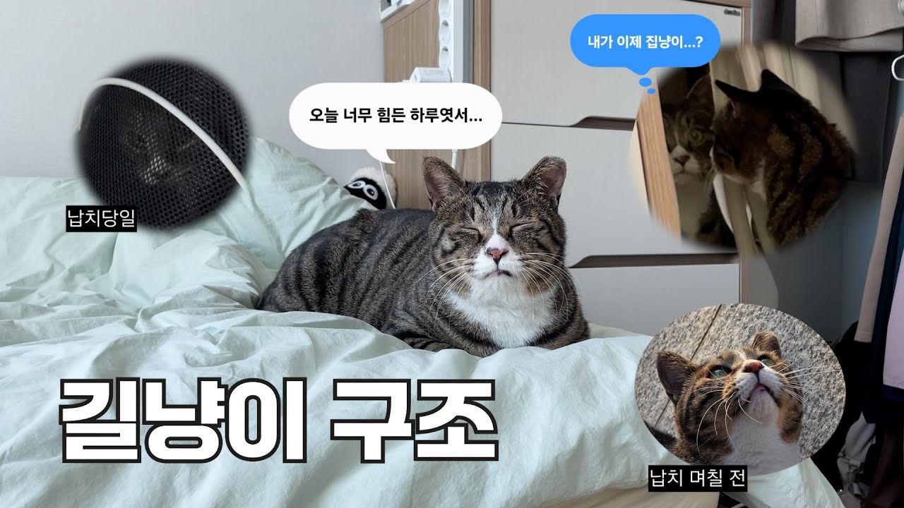 2년동안 날 따라다닌 길냥이를 드디어 입양했다