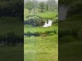 Deer vs goose encounter.