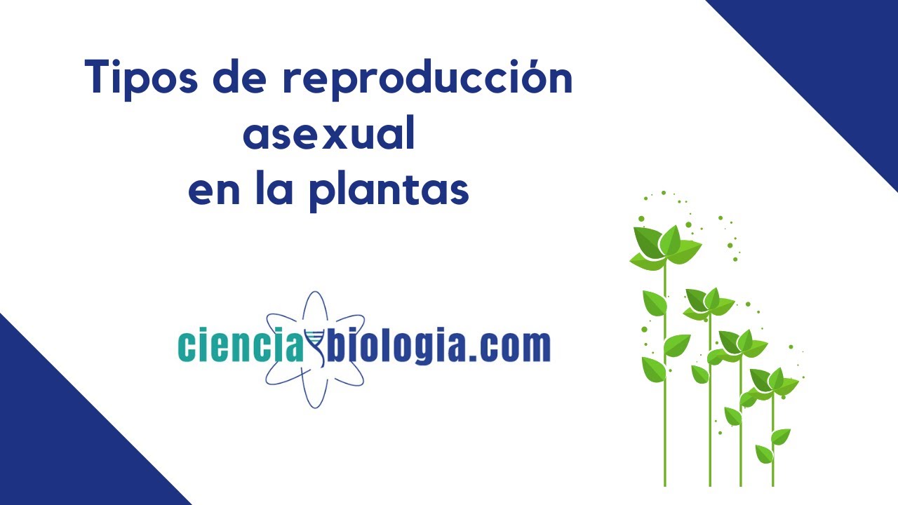 Reproduccion Sexual Y Asexual En Las Plantas