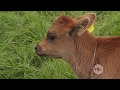 Manejo de terneras durante sus primeros meses de vida