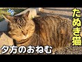夕方おねむタイムのぽっちゃりキジトラたぬき猫ちゃん😸（野良猫•地域猫）🐈