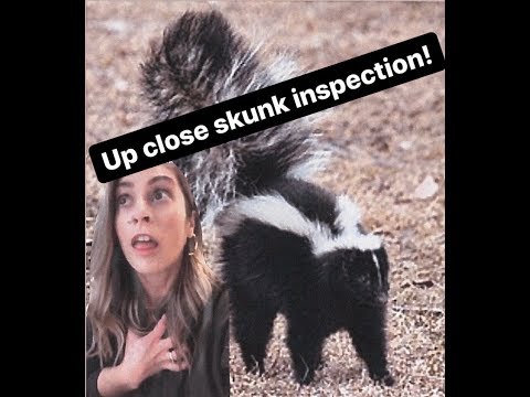 Skunk Closeup