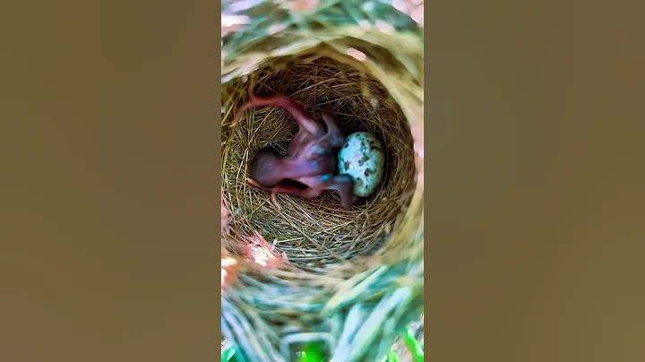 Way to survive #birdlife #bird #birdwatching #birdlove #birdlover #fyp #fypシ #naturelove #naturelove