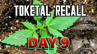 2nd Watering - Mephisto Toketal Recall: Uncut | Day 9