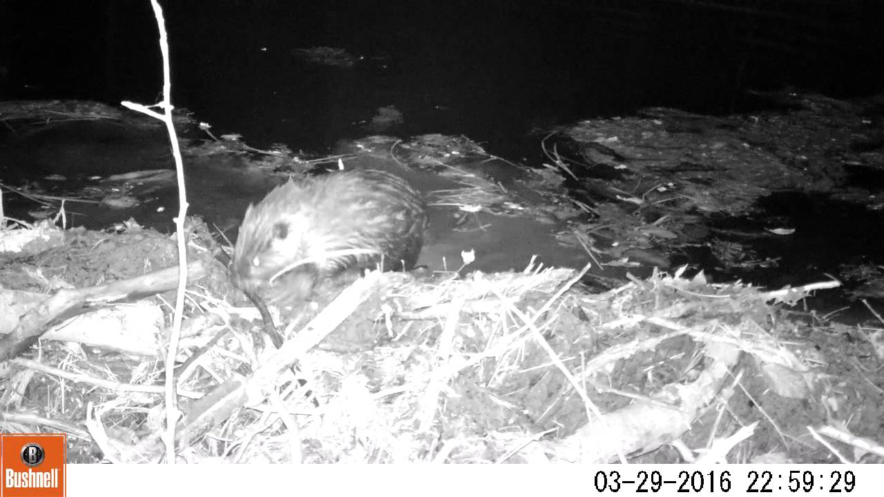 Beaver Scares Himself - YouTube