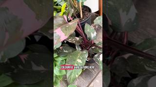 Lets Talk Philodendrons garden gardening plants tropicalplants philodendron houseplants