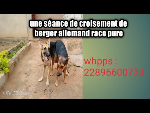 Vidéo: Problèmes Communs Aux Chiens De Race Pure