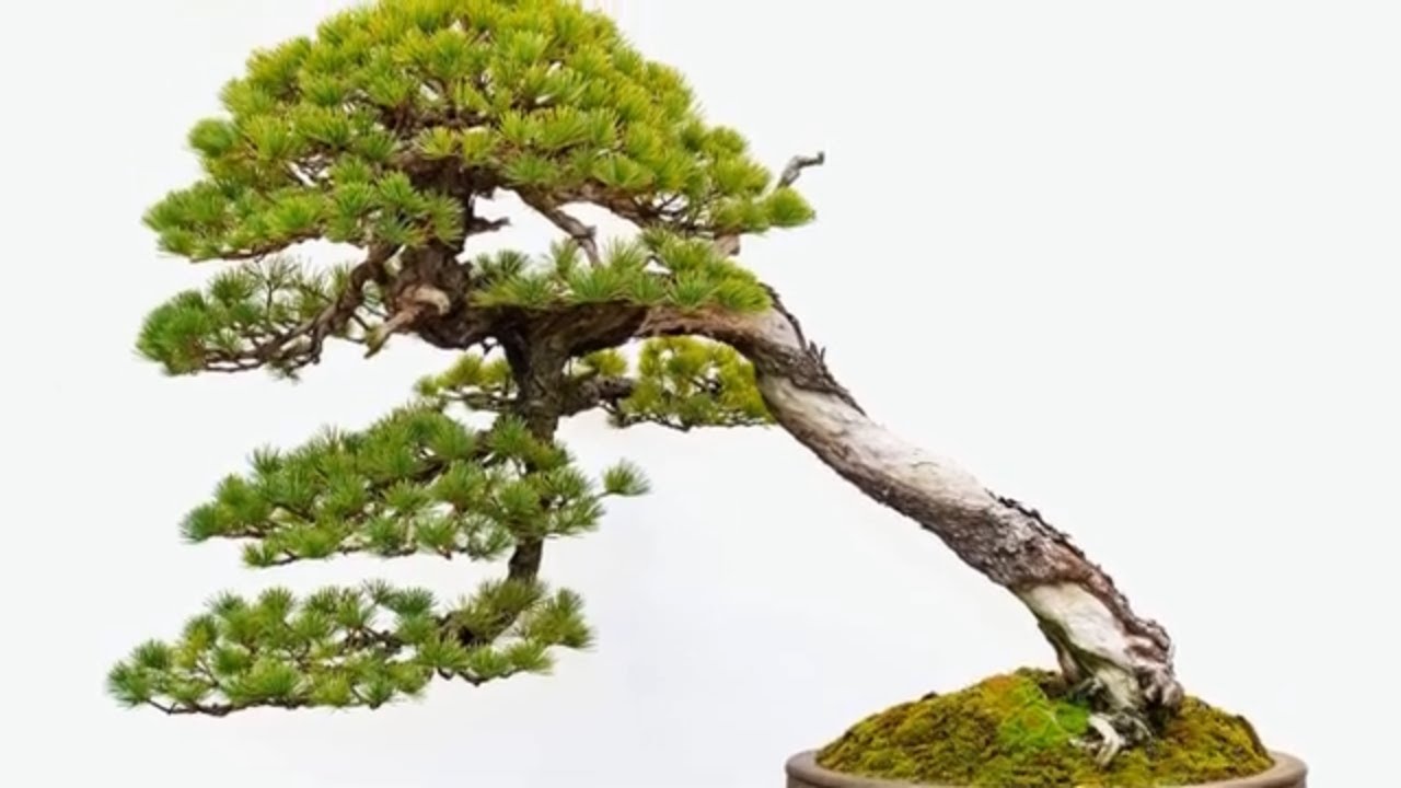 Professional bonsai exhibition part 30 YouTube
