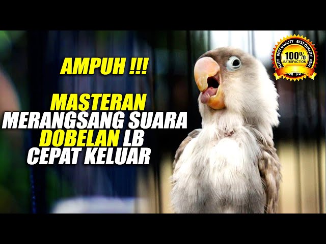 PALING DICARI | Masteran Dobelan Lovebird Konslet Suara Minor Untuk Jantan dan Betina class=