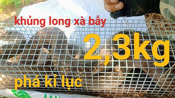 bẫy rắn luồng bẫy cổ đại va chạm quái thú siêu to phá kỉ lục rắn lớn/snake trap in Vietnam