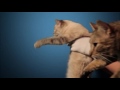 Реклама Лады с котами, пародия на рекламу Мерседес