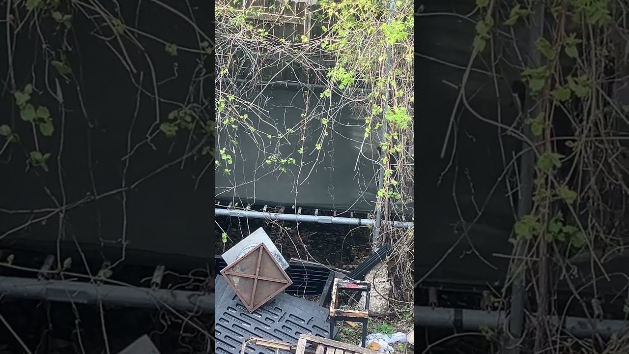  Pov Yourdog Learnhowtolearn Jump Trampoline Wow Dog
